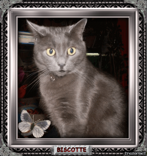 Gif anim� - Chats et Chiens (Biscotte)